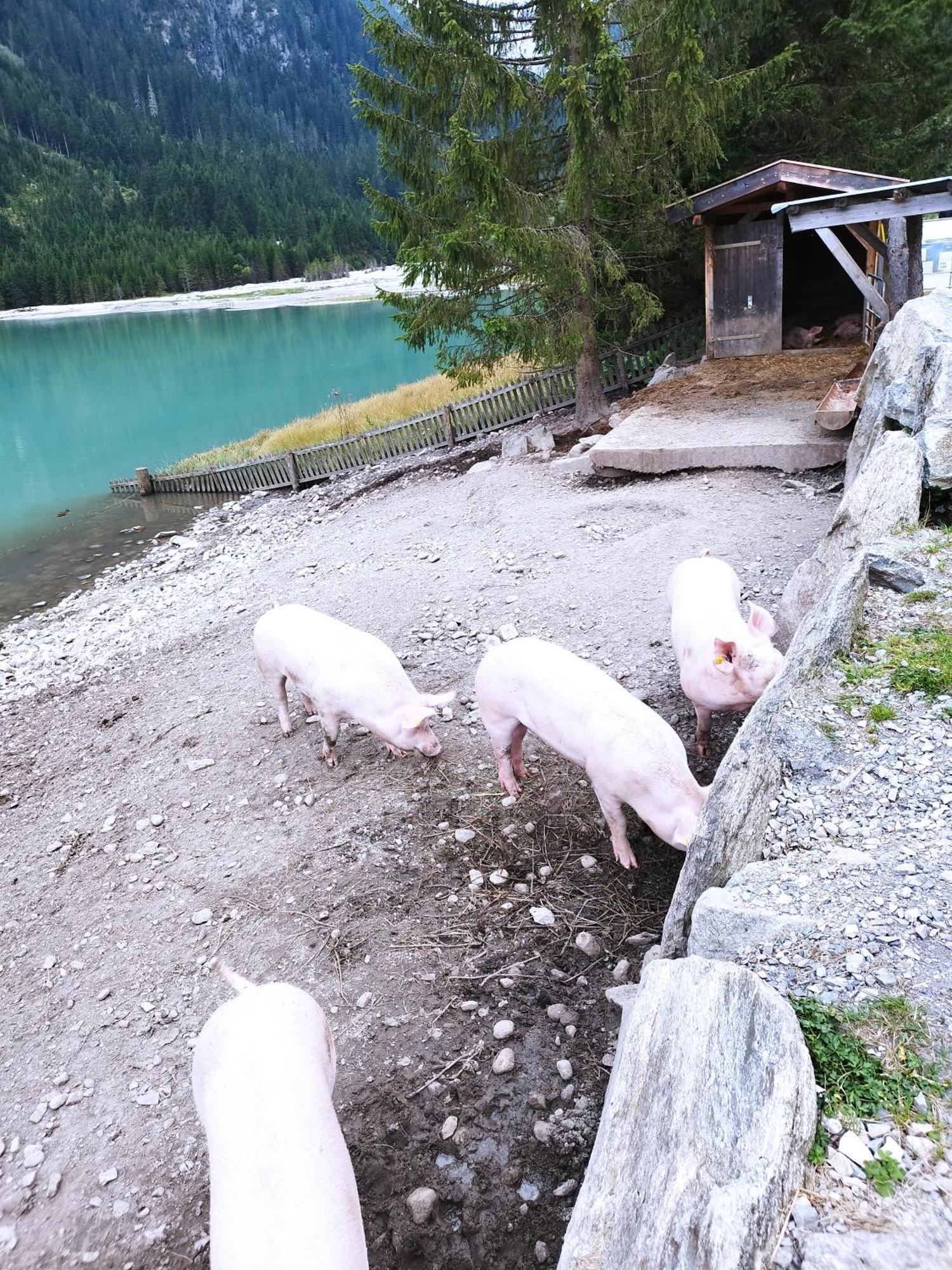 Gerlossteinblick Aschau Im Zillertal